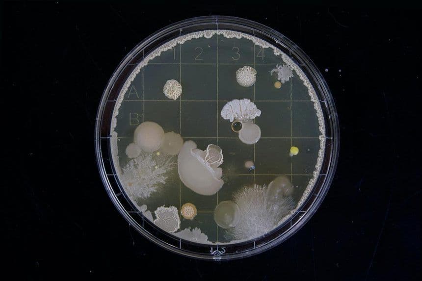The Scientists Who are Creating a Bio-internet of Things